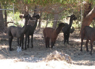 Cohunu Koala Park - Kawana Tourism 2