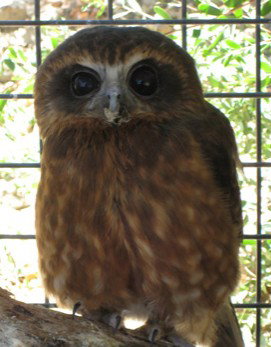 Cohunu Koala Park - Kawana Tourism 3