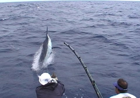 Amokura Charters - Kawana Tourism 0