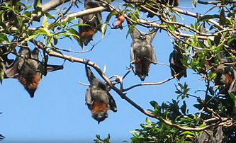 Blackbutt Reserve - Kawana Tourism 1