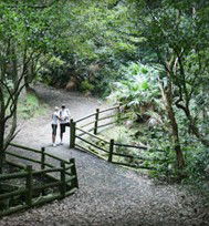 Blackbutt Reserve - Kawana Tourism 3