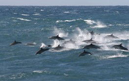  Kawana Tourism