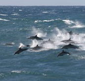 Tamboi Queen Cruises - Kawana Tourism