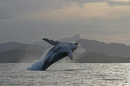 Byron Bay Whale Watching - Kawana Tourism 1