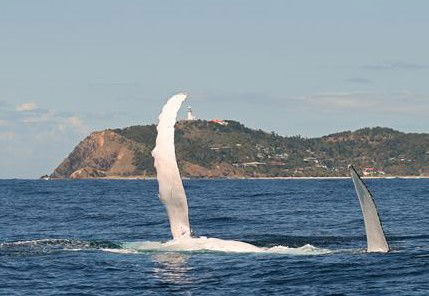 Byron Bay Whale Watching - Kawana Tourism 3