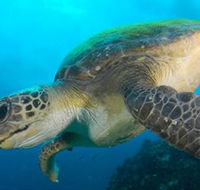 Byron Bay Dive Centre - Kawana Tourism