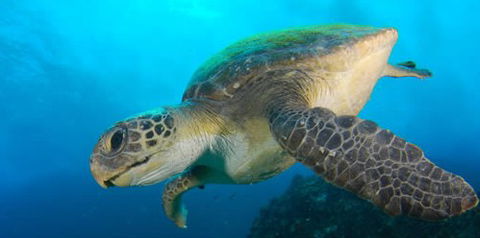 Byron Bay Dive Centre - Kawana Tourism 0