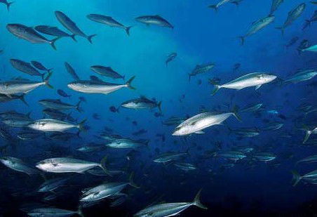 Byron Bay Dive Centre - Kawana Tourism 2