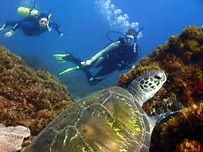 Byron Bay Dive Centre - Kawana Tourism 3