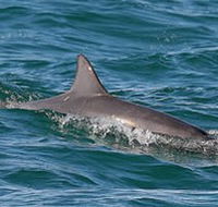 Byron Bay Dolphin Wildlife Tours - Kawana Tourism