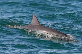 Byron Bay Dolphin Wildlife Tours - Kawana Tourism 0