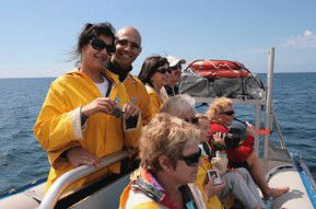 Byron Bay Dolphin Wildlife Tours - Kawana Tourism 2