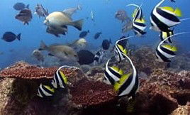 Byron Bay Dolphin Wildlife Tours - Kawana Tourism 3