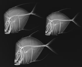 X-Ray Vision: Fish Inside Out - Kawana Tourism 0