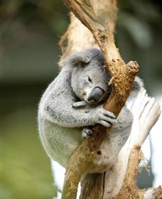 VIP Aussie Gold - Kawana Tourism 1