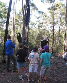 Boronia Tours - Kawana Tourism 1