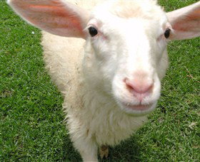 Golden Ridge Animal Farm - Kawana Tourism 0