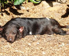 Symbio Wildlife Park - Kawana Tourism 0