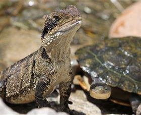 Symbio Wildlife Park - Kawana Tourism 3