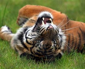 Symbio Wildlife Park - Kawana Tourism 6