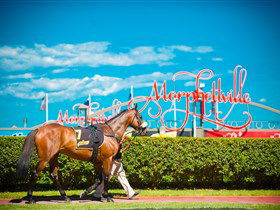 Morphettville Racecourse - Kawana Tourism 3