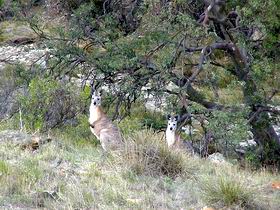 Saunders Gorge Sanctuary - Kawana Tourism 2