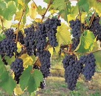 Hills Short Wine and Food Trail - Kawana Tourism