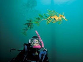 Rapid Bay Beach - Kawana Tourism 1