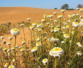 Perry Sandhills - Kawana Tourism 1