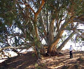 Perry Sandhills - Kawana Tourism 2