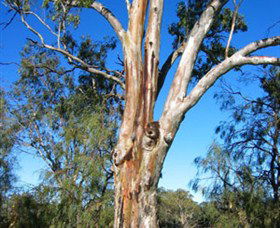 ODonnell Park At Curlwaa - Kawana Tourism 2