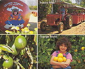 Orange World - Kawana Tourism 1