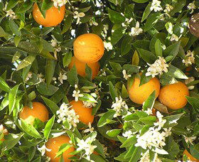 Orange World - Kawana Tourism 2