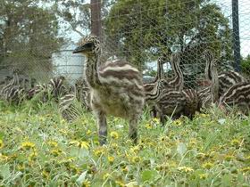 Avenue Emus - Kawana Tourism 1