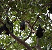 Manngarre Rainforest Walk - Kawana Tourism