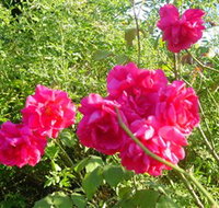 Bishop's Lodge Historic House and Heritage Rose Garden - Kawana Tourism