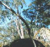 Dergholm State Park - Kawana Tourism