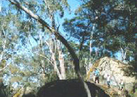 Dergholm State Park - Kawana Tourism 0