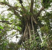 Cathedral Fig Tree - Kawana Tourism