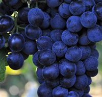 De Bortoli Wines Bilbul - Kawana Tourism