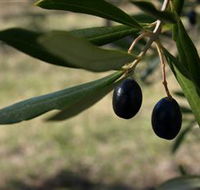 Red Rock Olives - Kawana Tourism