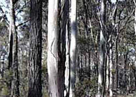 Kooyoora State Park - Kawana Tourism 0