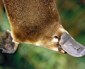 Eungella National Park - Kawana Tourism 0