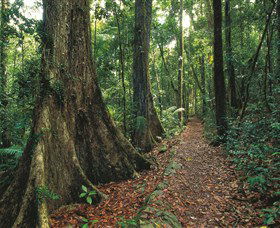 Eungella National Park - Kawana Tourism 1
