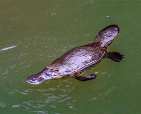Platypus Viewing At Broken River - Kawana Tourism 0
