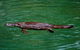 Platypus Viewing At Broken River - thumb 2