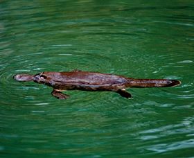 Platypus Viewing At Broken River - Kawana Tourism 2