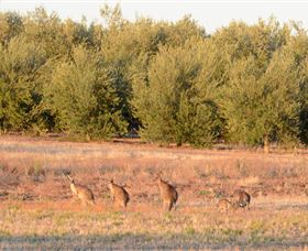 Yarrow Park - Kawana Tourism 4