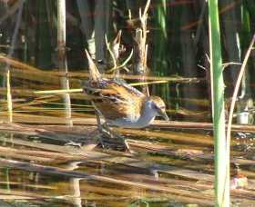 Fivebough Wetlands - Kawana Tourism 1