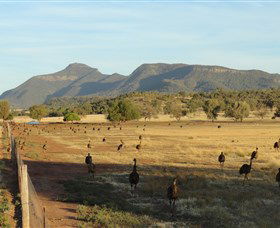 Emu Logic - Kawana Tourism 0